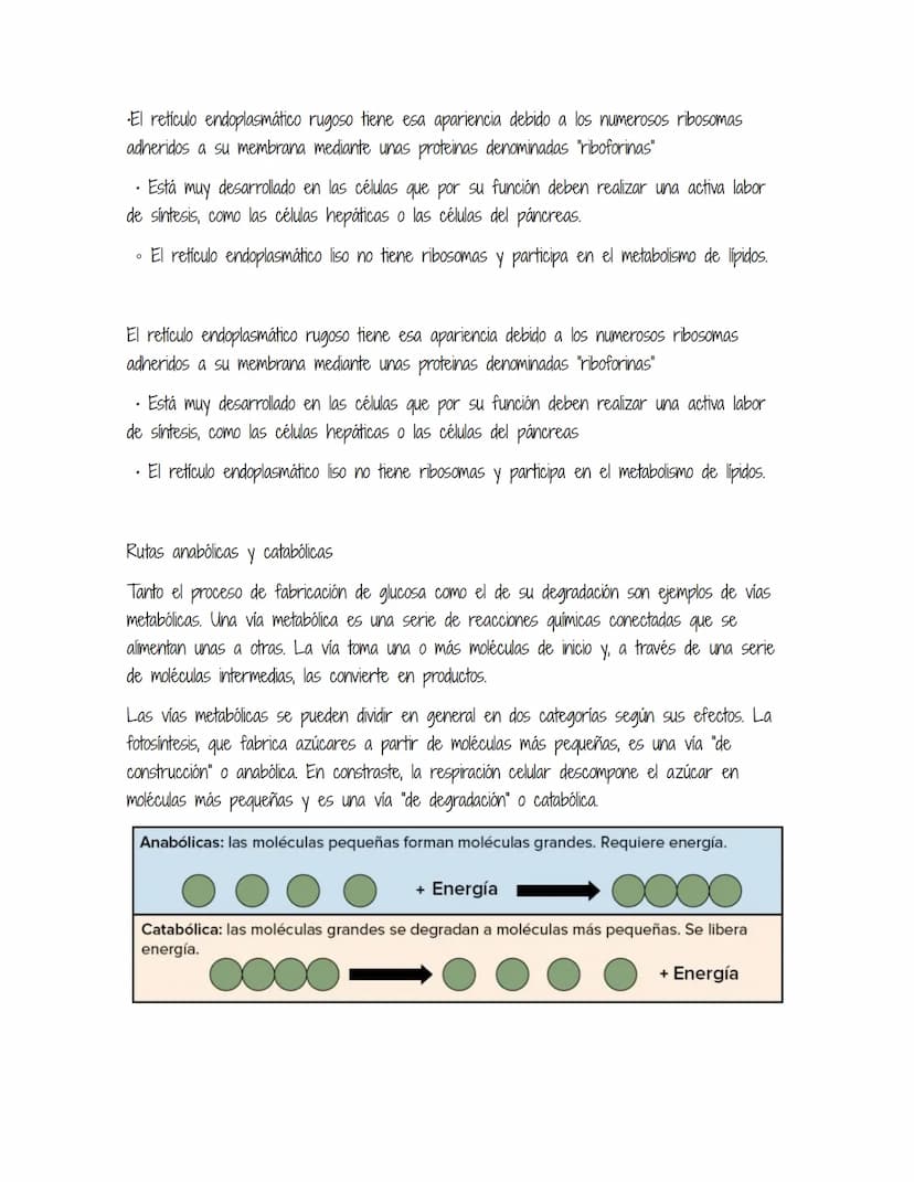 HOMEOSTASIS
Es la propiedad de un sistema abierto de regular su medio interno para mantener unas
condiciones estables, mediante múltiples aj