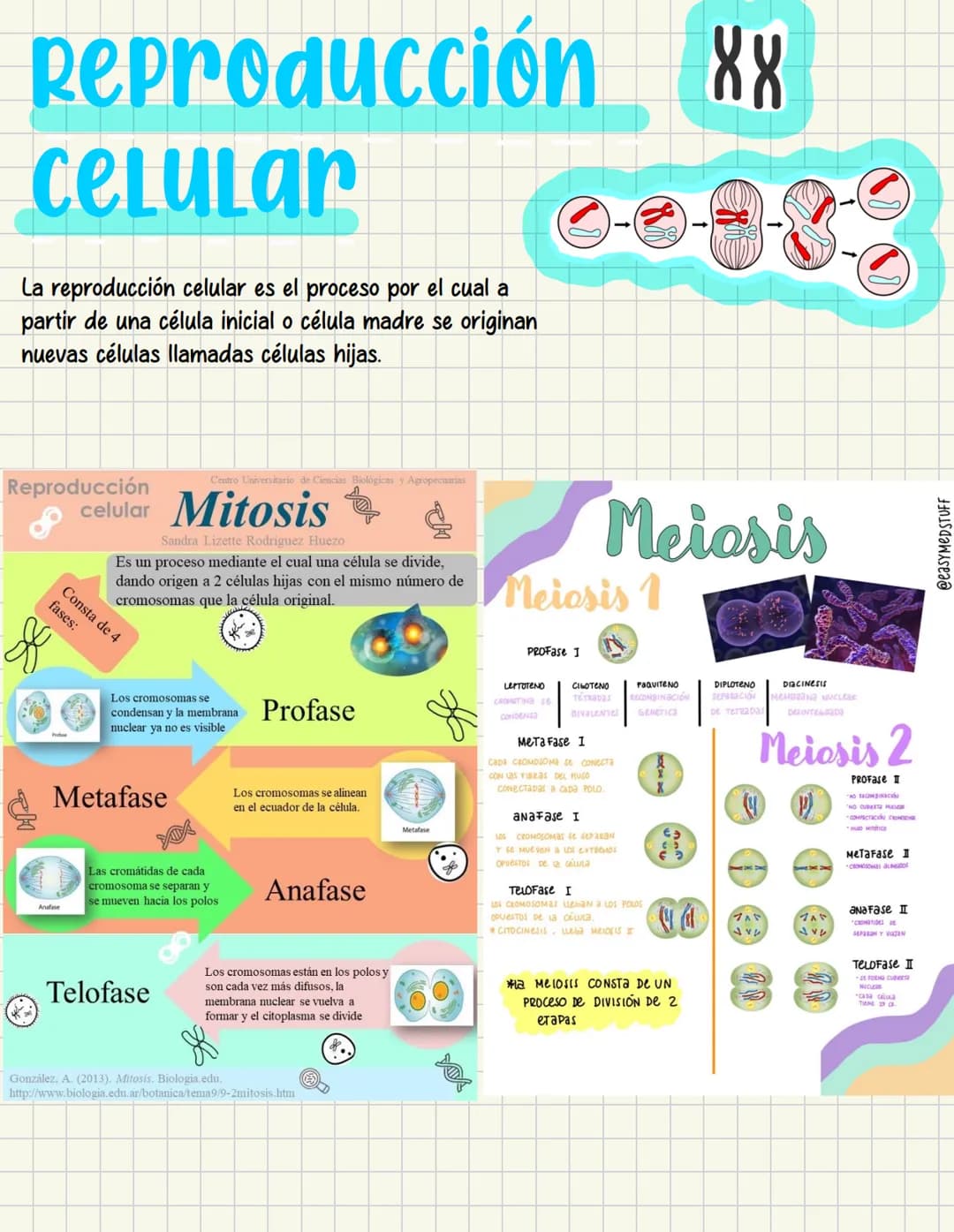 ما
Bioestructura Introducción a las estructuras A
nivel de cuerpo humano
•
•
Anatomía cortar y abrir
=
=
Fisiología estudio de las funciones