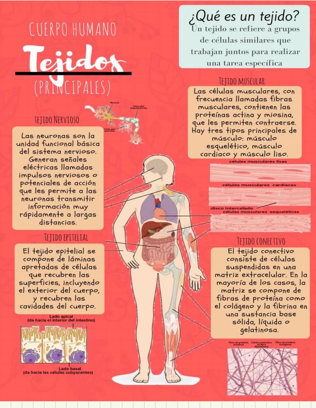 ما
Bioestructura Introducción a las estructuras A
nivel de cuerpo humano
•
•
Anatomía cortar y abrir
=
=
Fisiología estudio de las funciones