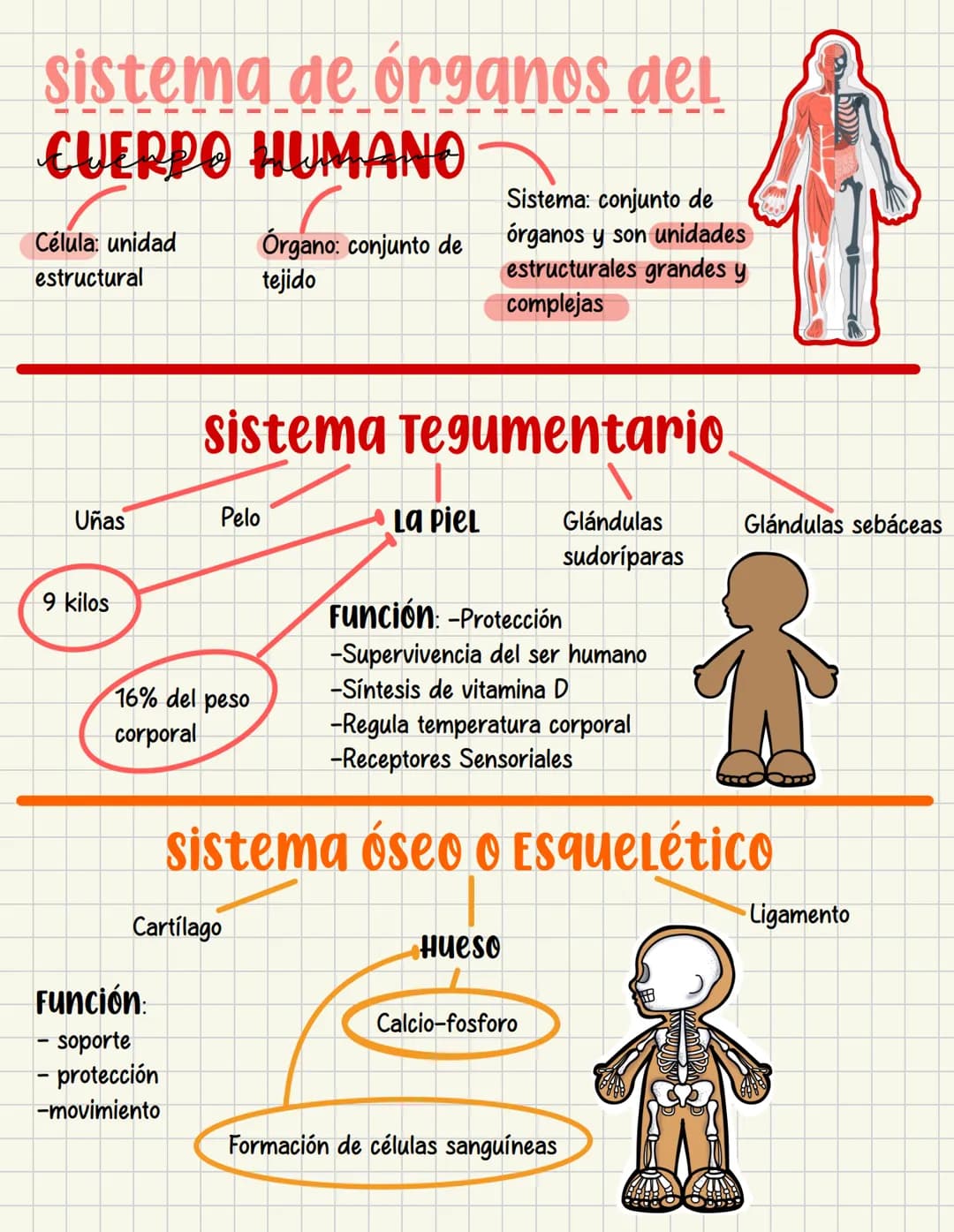 ما
Bioestructura Introducción a las estructuras A
nivel de cuerpo humano
•
•
Anatomía cortar y abrir
=
=
Fisiología estudio de las funciones