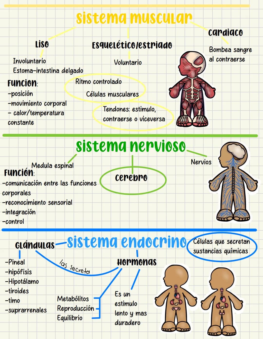 ما
Bioestructura Introducción a las estructuras A
nivel de cuerpo humano
•
•
Anatomía cortar y abrir
=
=
Fisiología estudio de las funciones