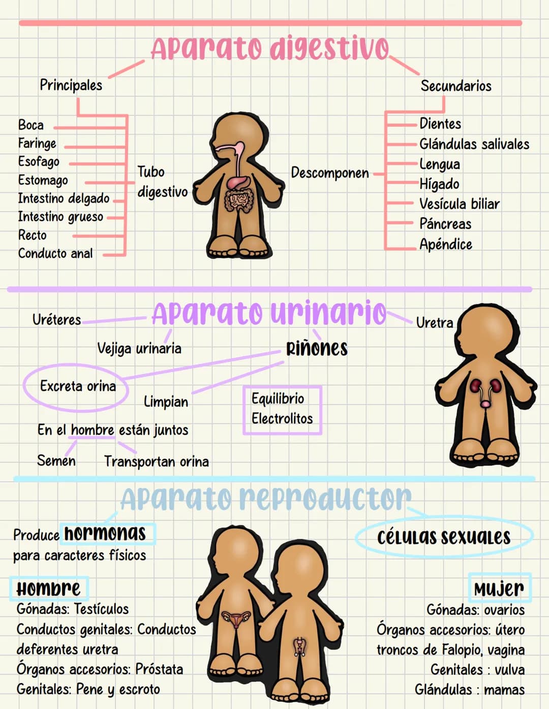 ما
Bioestructura Introducción a las estructuras A
nivel de cuerpo humano
•
•
Anatomía cortar y abrir
=
=
Fisiología estudio de las funciones