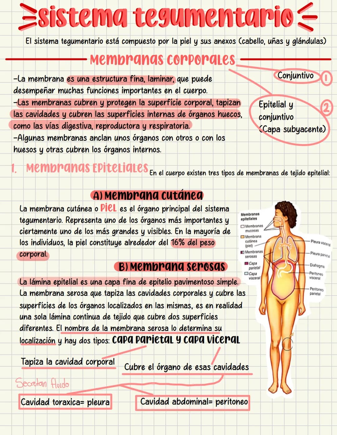 ما
Bioestructura Introducción a las estructuras A
nivel de cuerpo humano
•
•
Anatomía cortar y abrir
=
=
Fisiología estudio de las funciones