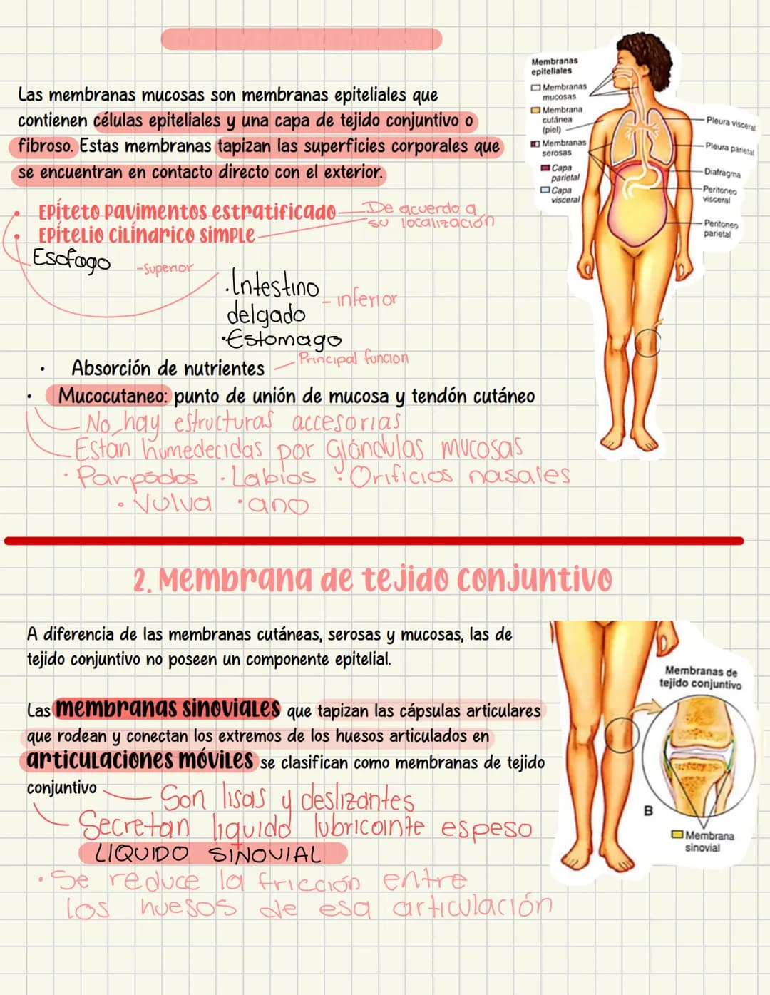 ما
Bioestructura Introducción a las estructuras A
nivel de cuerpo humano
•
•
Anatomía cortar y abrir
=
=
Fisiología estudio de las funciones