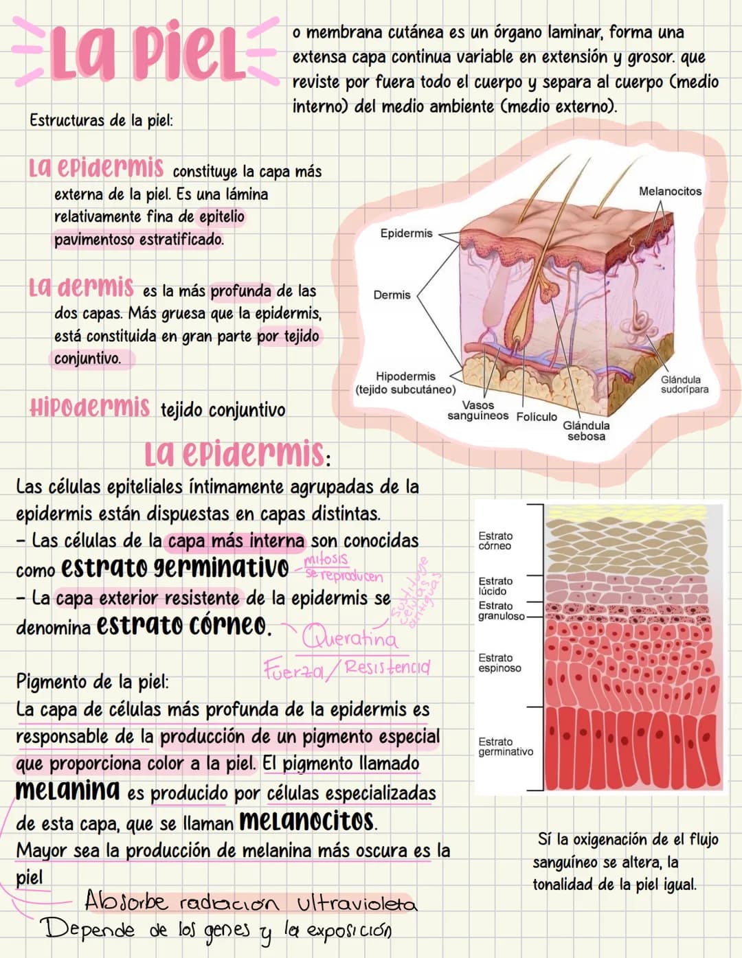 ما
Bioestructura Introducción a las estructuras A
nivel de cuerpo humano
•
•
Anatomía cortar y abrir
=
=
Fisiología estudio de las funciones
