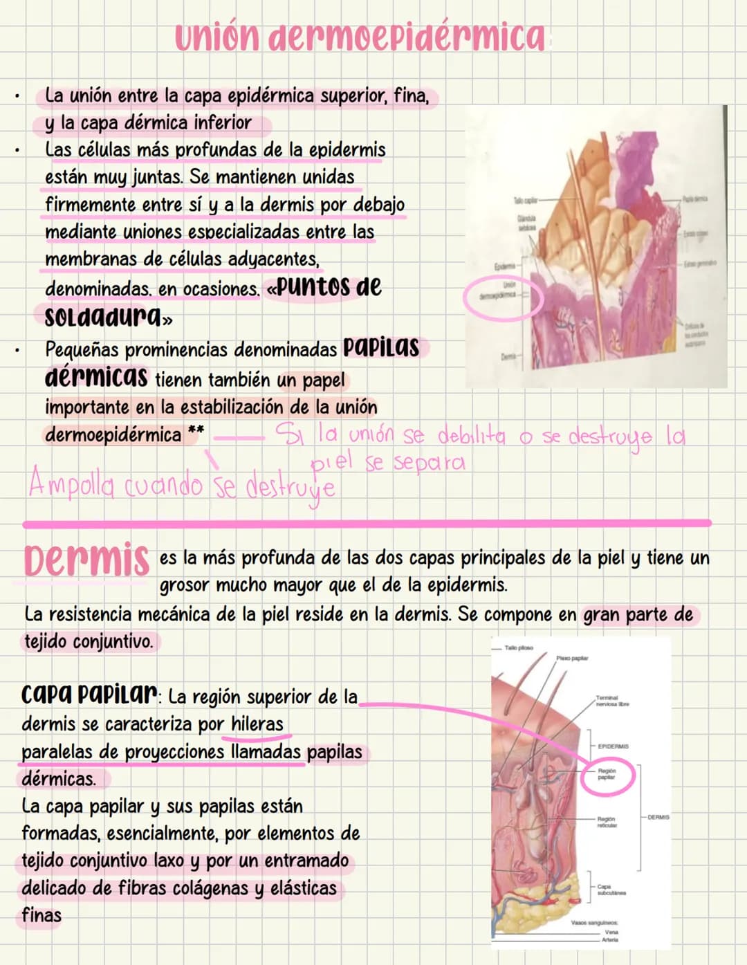 ما
Bioestructura Introducción a las estructuras A
nivel de cuerpo humano
•
•
Anatomía cortar y abrir
=
=
Fisiología estudio de las funciones
