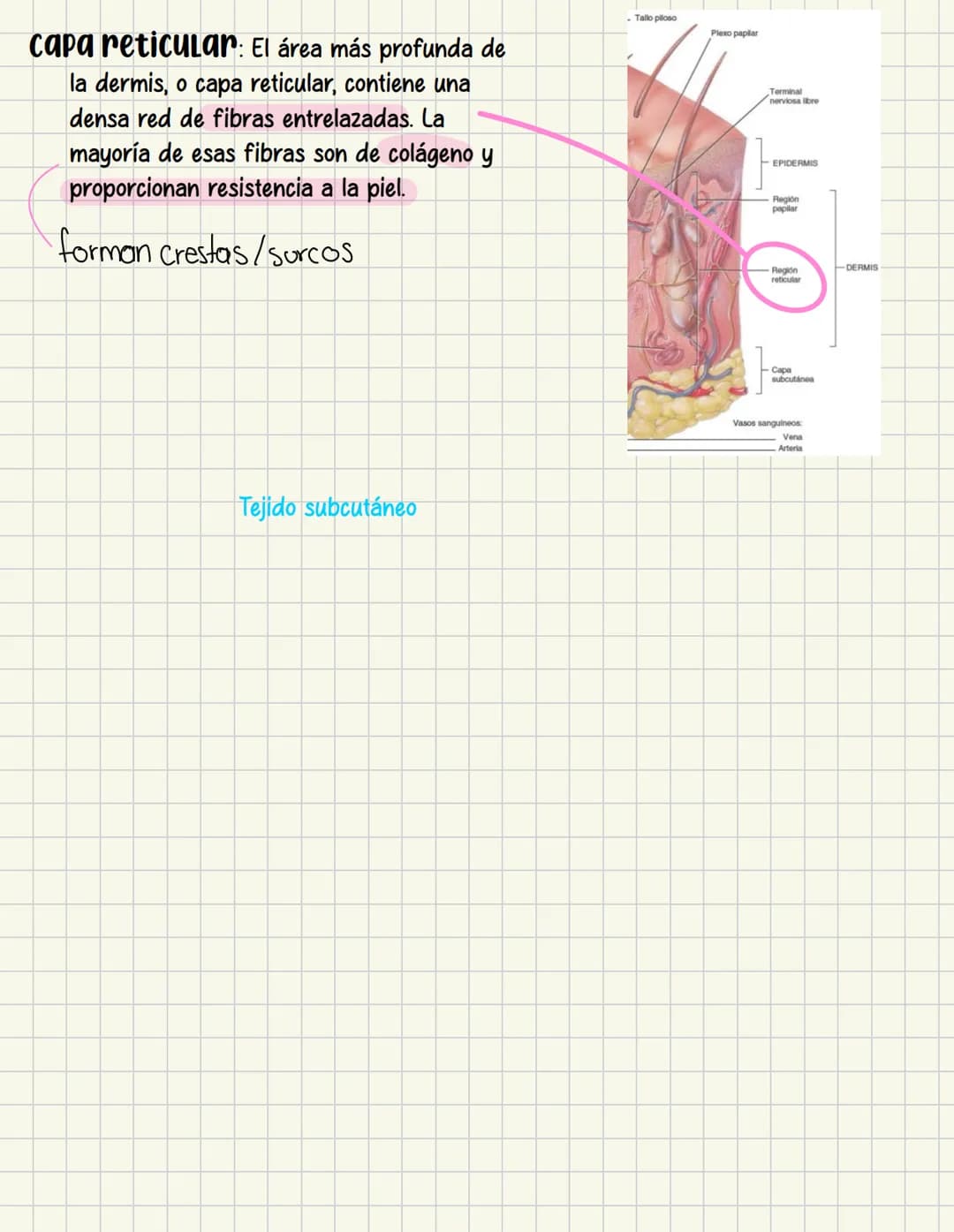 ما
Bioestructura Introducción a las estructuras A
nivel de cuerpo humano
•
•
Anatomía cortar y abrir
=
=
Fisiología estudio de las funciones