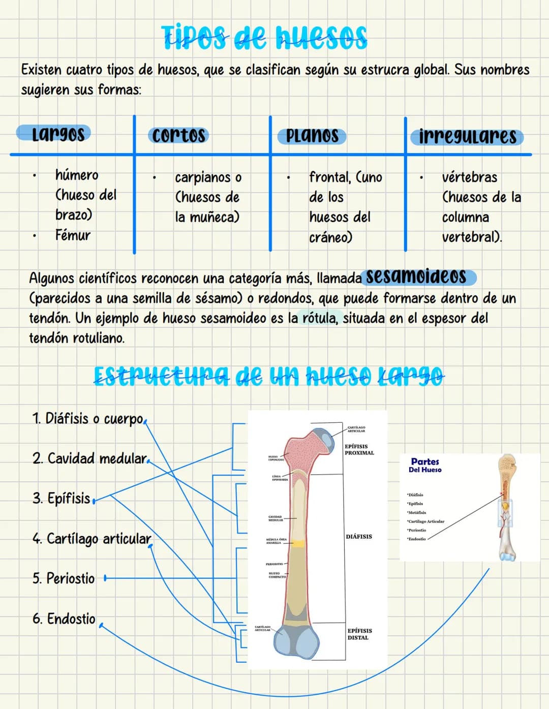 ما
Bioestructura Introducción a las estructuras A
nivel de cuerpo humano
•
•
Anatomía cortar y abrir
=
=
Fisiología estudio de las funciones