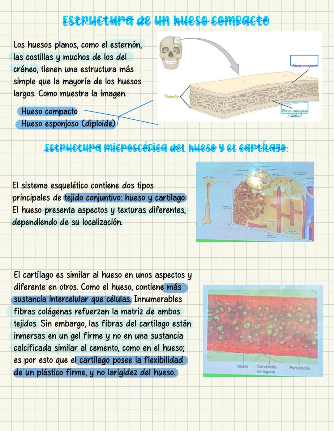 ما
Bioestructura Introducción a las estructuras A
nivel de cuerpo humano
•
•
Anatomía cortar y abrir
=
=
Fisiología estudio de las funciones