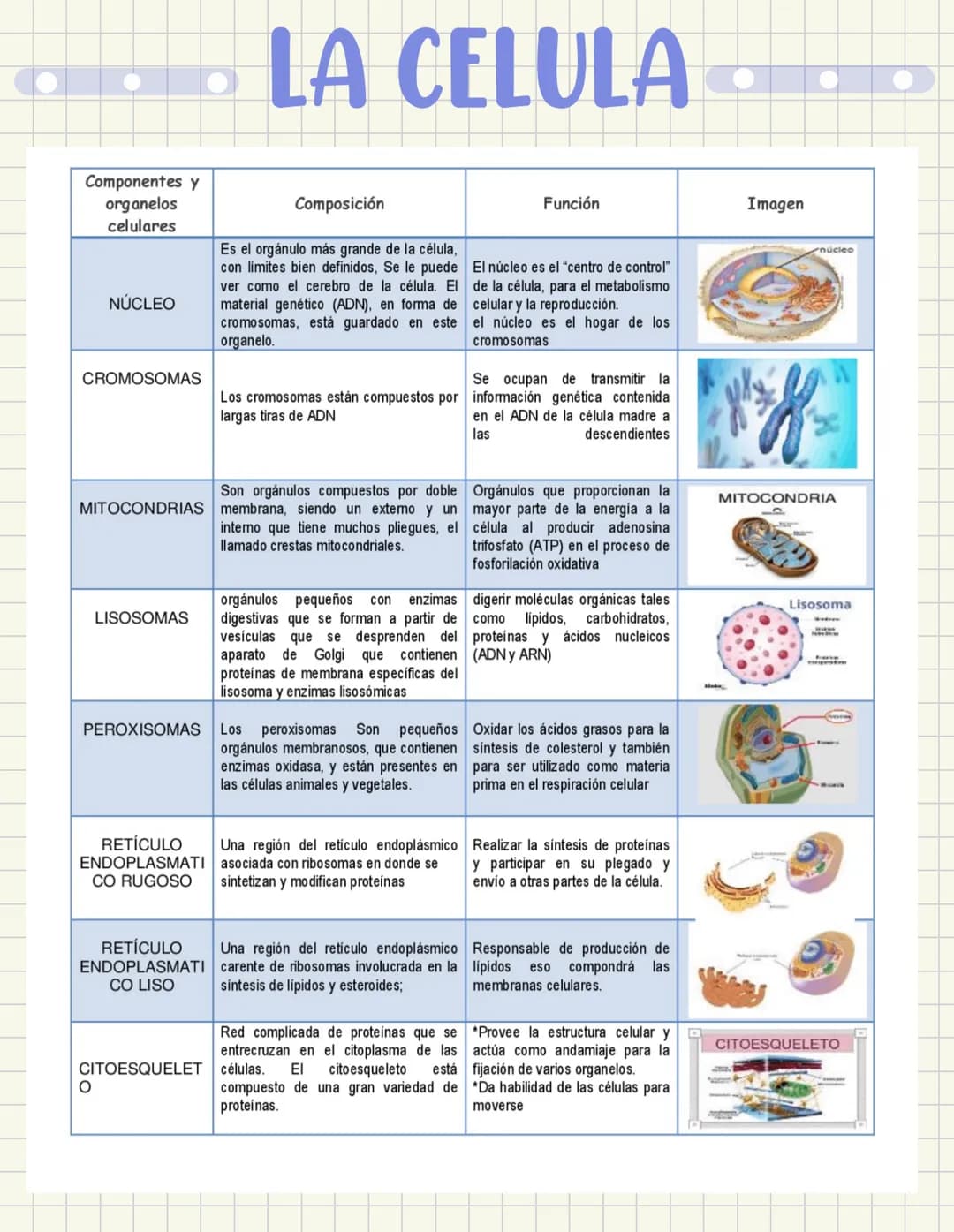 ما
Bioestructura Introducción a las estructuras A
nivel de cuerpo humano
•
•
Anatomía cortar y abrir
=
=
Fisiología estudio de las funciones