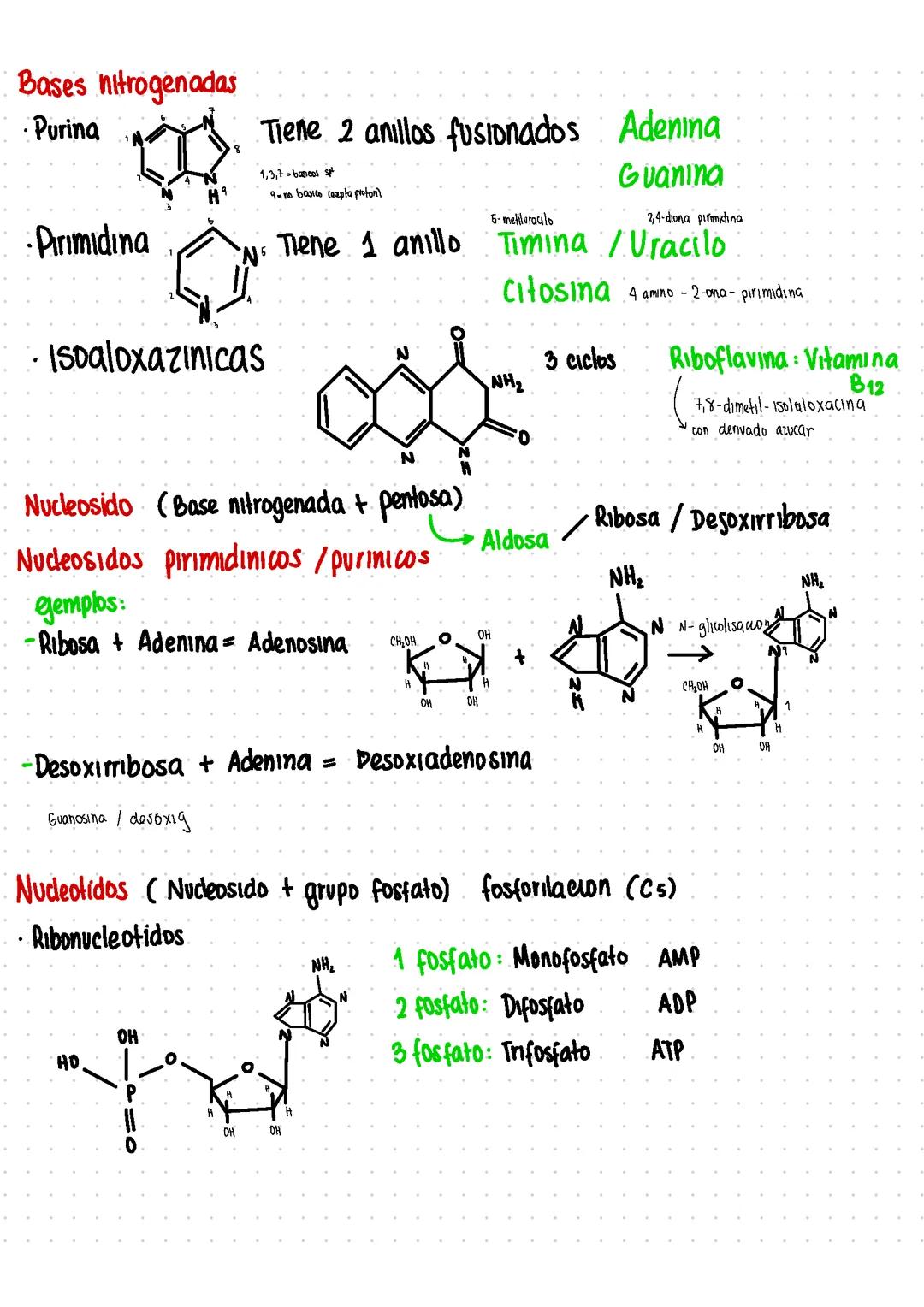 Bases nitrogenadas 