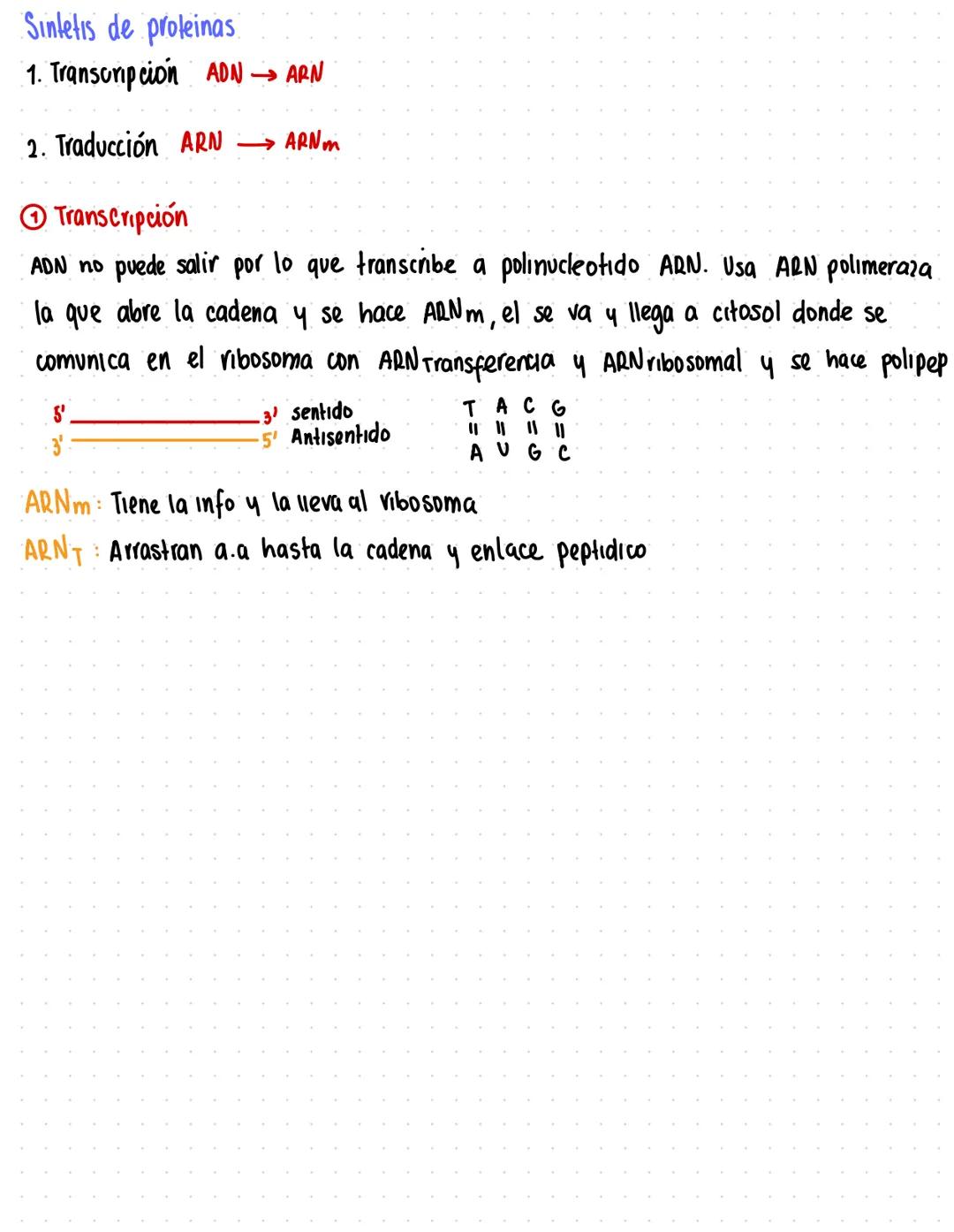 Bases nitrogenadas
Purina
经
Tiene 2 anillos fusionados Adenina
1,3,7 basicos sp²
9=no basics (acepta proton)
5-metilvraulo
Guanina
2,4-diona