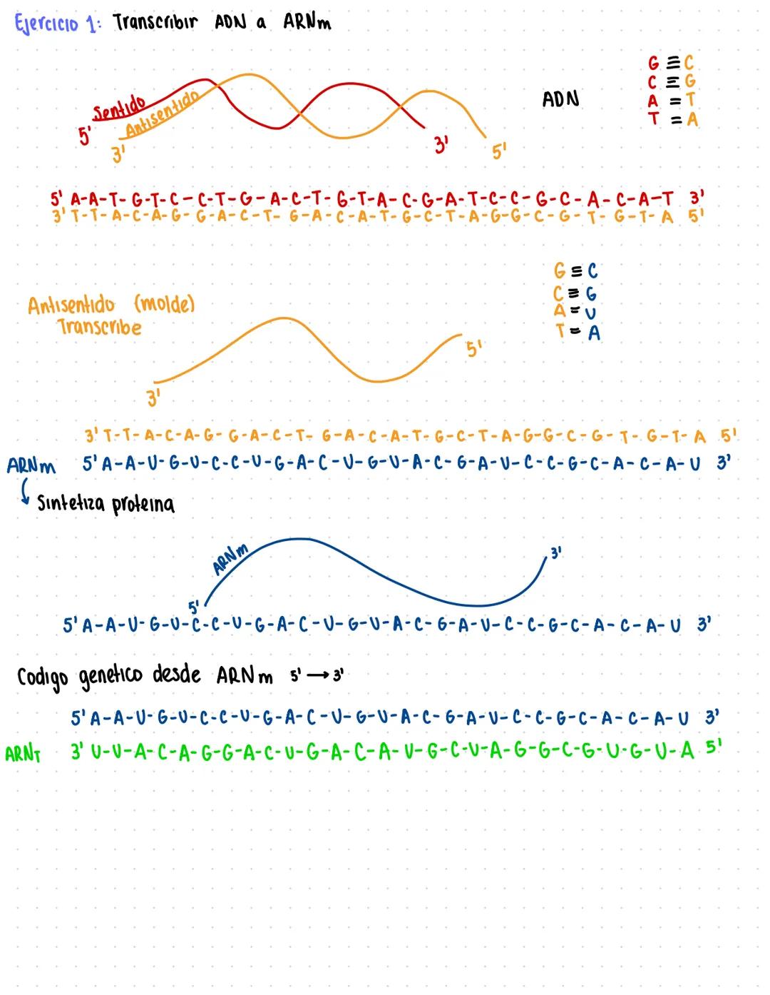 Bases nitrogenadas
Purina
经
Tiene 2 anillos fusionados Adenina
1,3,7 basicos sp²
9=no basics (acepta proton)
5-metilvraulo
Guanina
2,4-diona