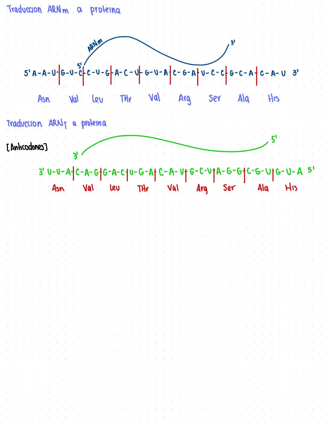 Bases nitrogenadas
Purina
经
Tiene 2 anillos fusionados Adenina
1,3,7 basicos sp²
9=no basics (acepta proton)
5-metilvraulo
Guanina
2,4-diona