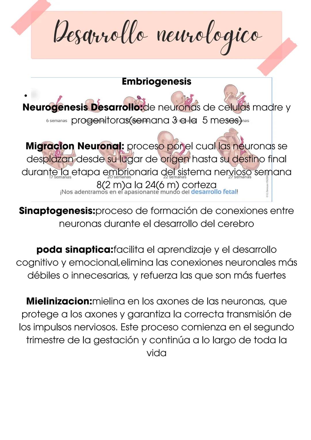 NEUROPISOLOHA

introduccion

su objetivo general es el estudio de la
organizacion cerebral, de las actividades
cognitivas conductuales asi c