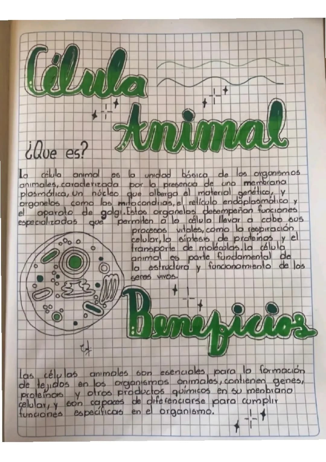 Celula animal