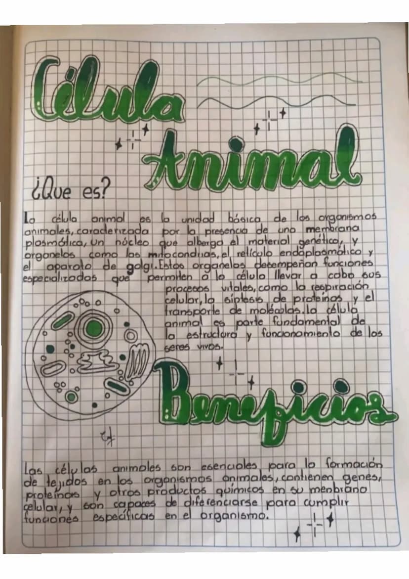 Célula
¿Que es?
Animal
La célula animal es la unidad básica de los orgonismos
animales, caracterizada por la presencia de uno membrana
plosm