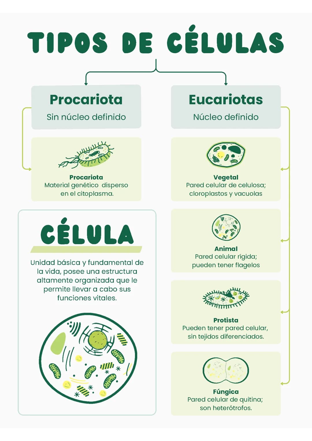 Tipos de celulas