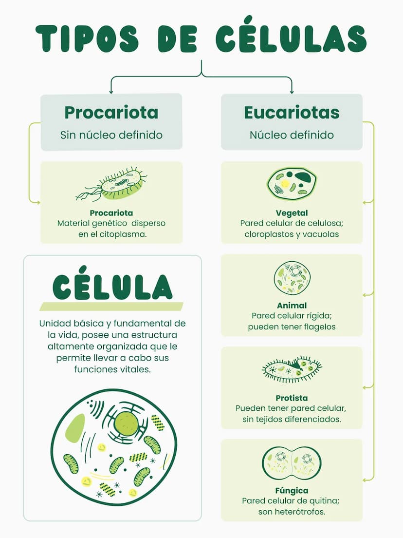 TIPOS DE CÉLULAS
Procariota
Sin núcleo definido
Eucariotas
Núcleo definido
Procariota
Material genético disperso
en el citoplasma.
Vegetal
P