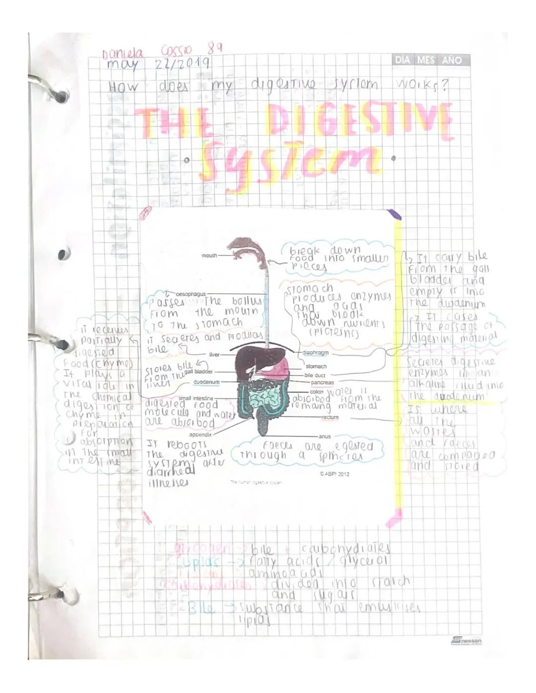 Daniela Cossio 89
may 22/2019
How does
DIA MES AÑO
my digestive system works?
# THE DIGESTIVE
## System.



































