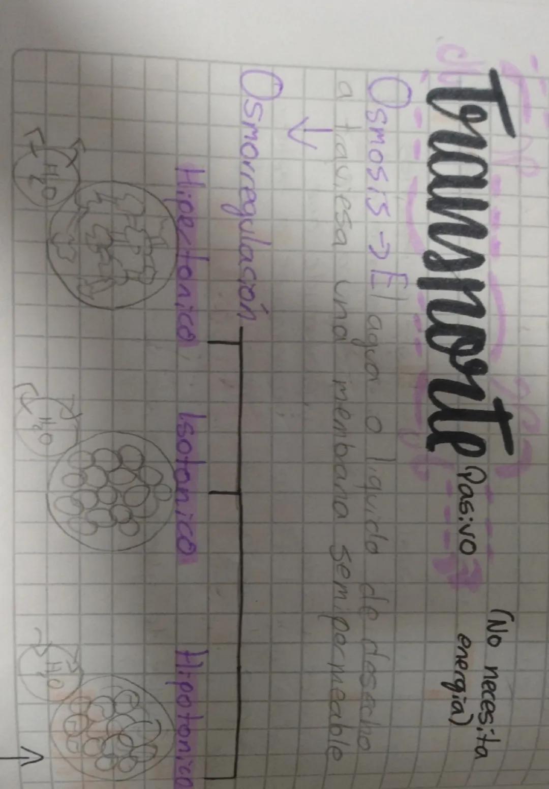 El tranporte pasivo y como funciona