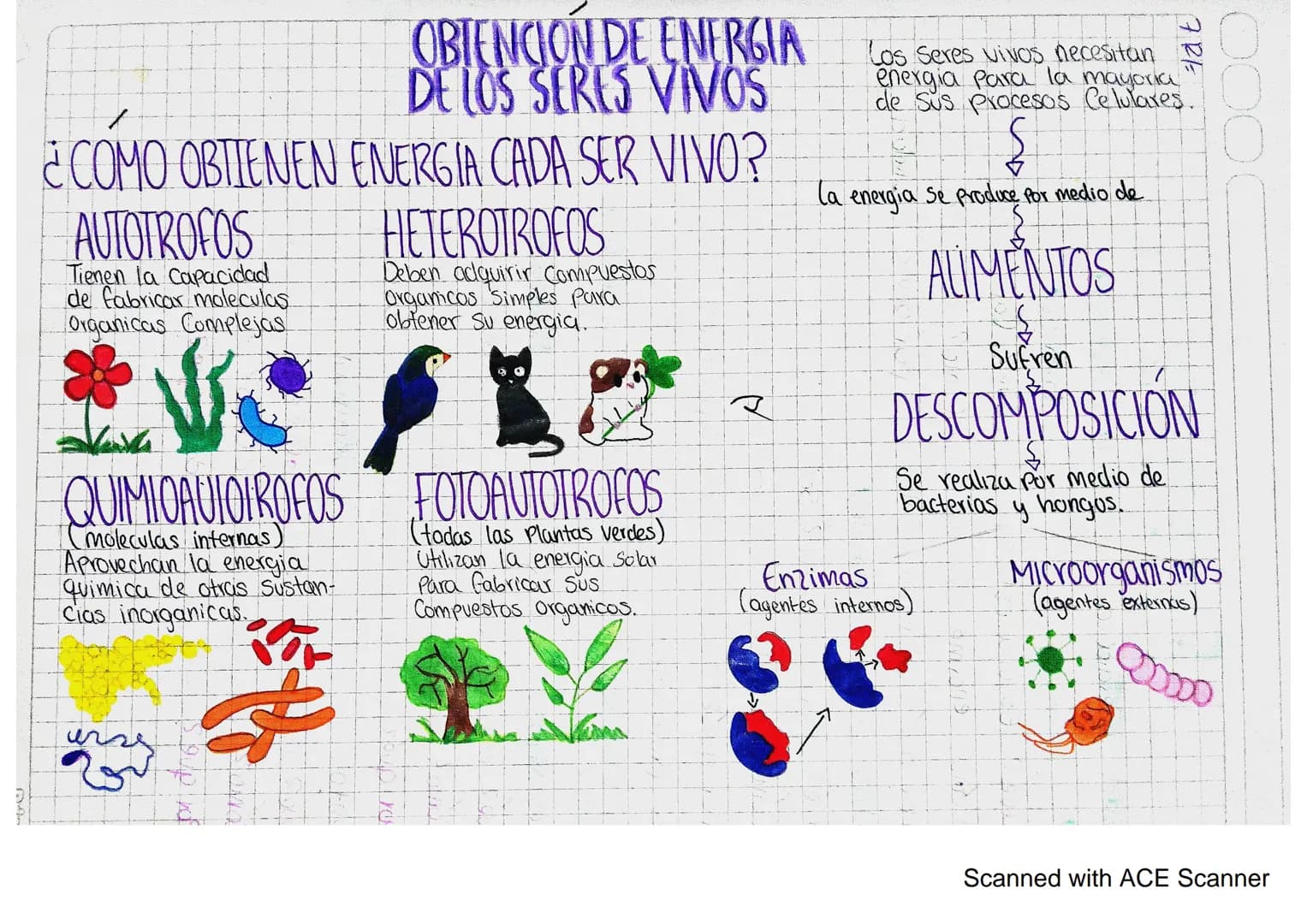 OBTENCIÓN DE ENERGIA
DE LOS SERES VIVOS
COMO OBTIENEN ENERGIA CADA SER VIVO?
AUTOTROFOS
Tienen la capacidad.
de fabricar moleculas
Organicas