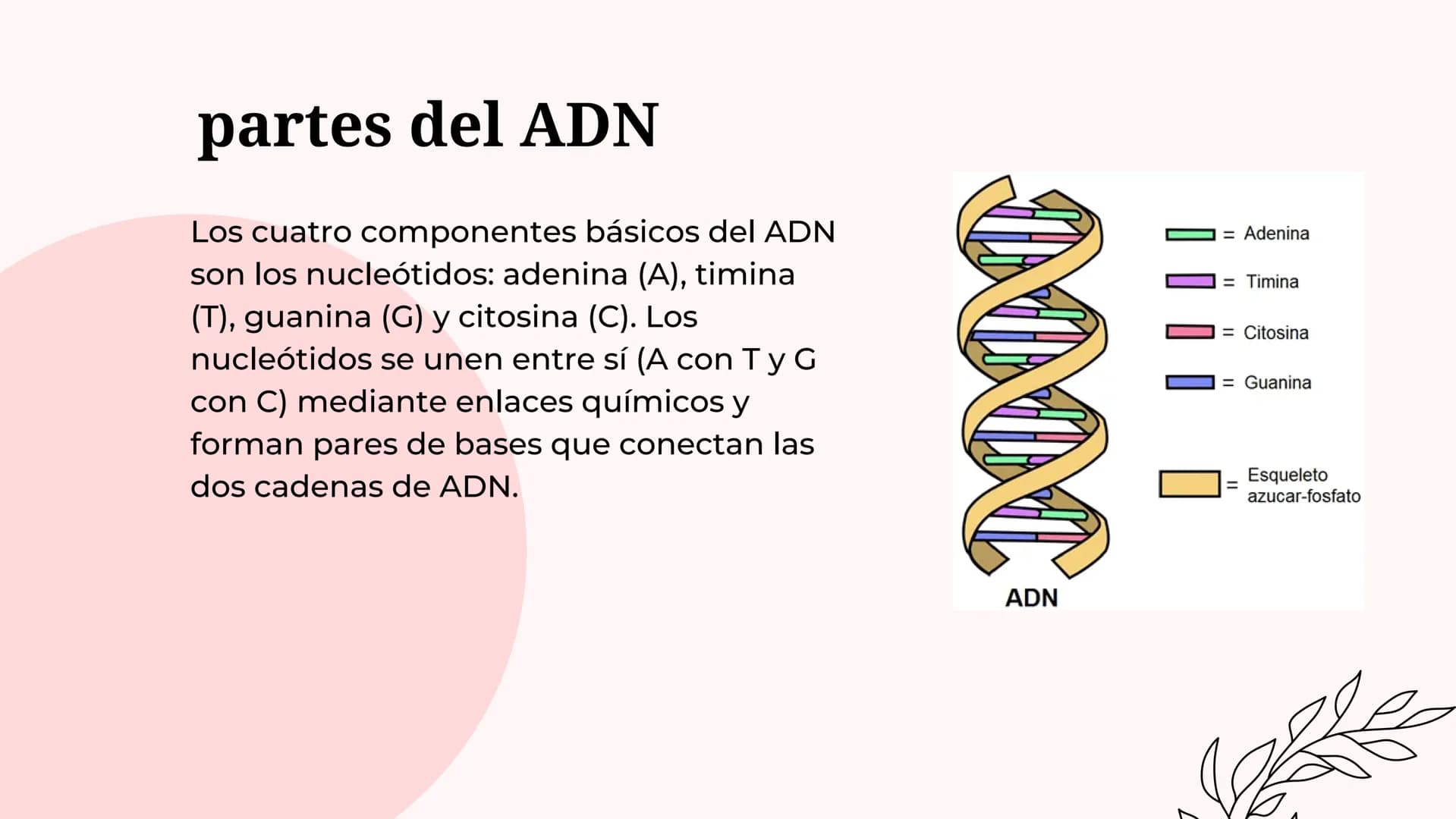 Acido
desoxirribonucleico
(adn) ¿Qué es el ADN?
Molécula del interior de las células que contiene la información
genética responsable del de