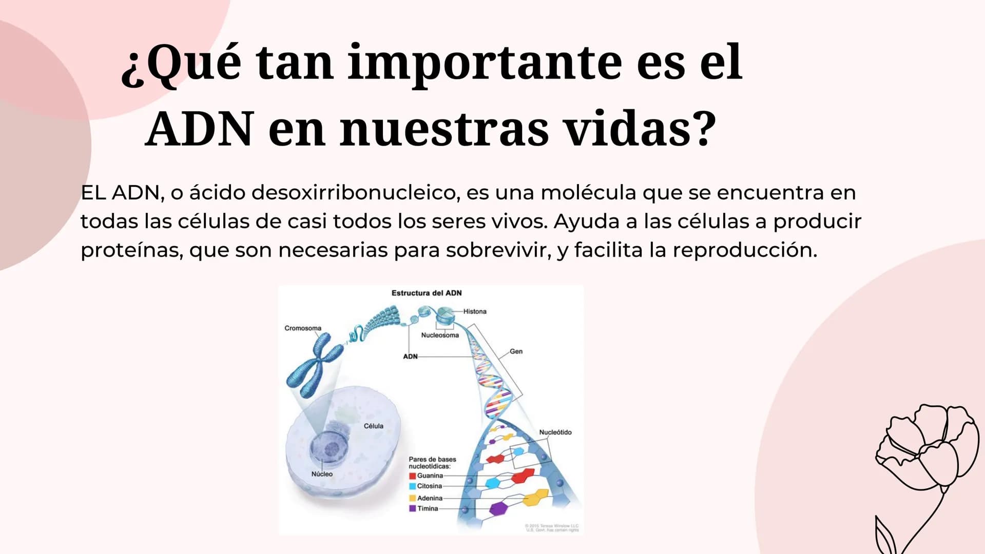Acido
desoxirribonucleico
(adn) ¿Qué es el ADN?
Molécula del interior de las células que contiene la información
genética responsable del de
