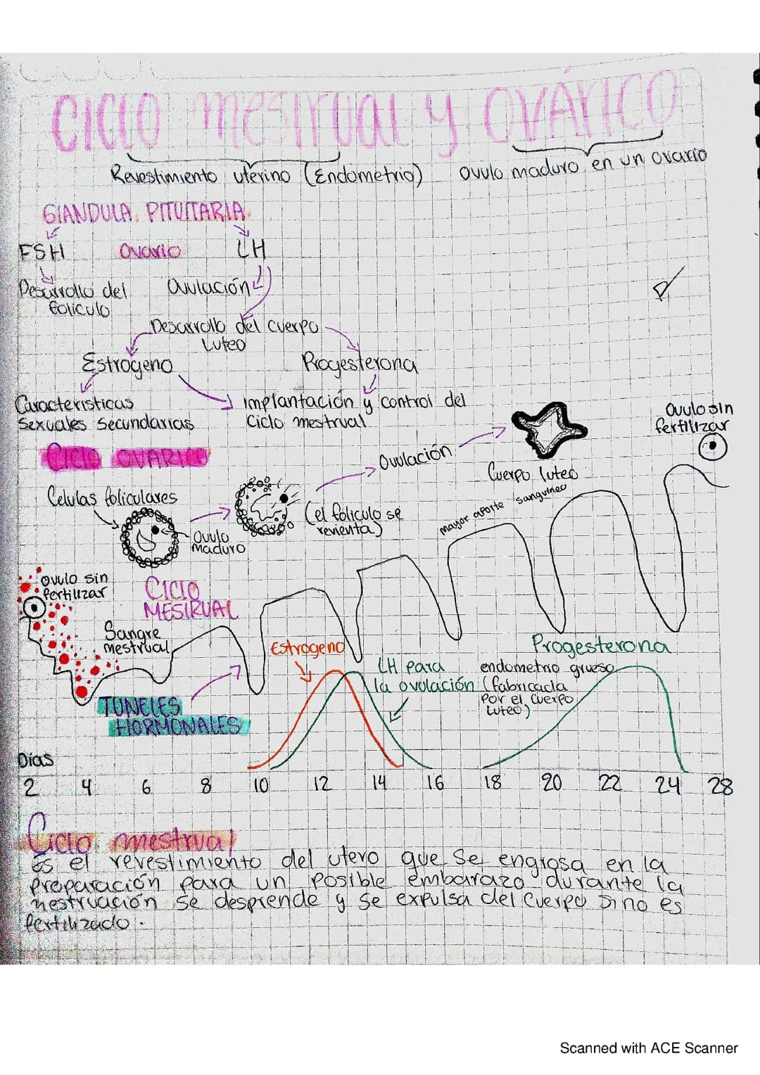 Ciclo mestrual y ovárico
