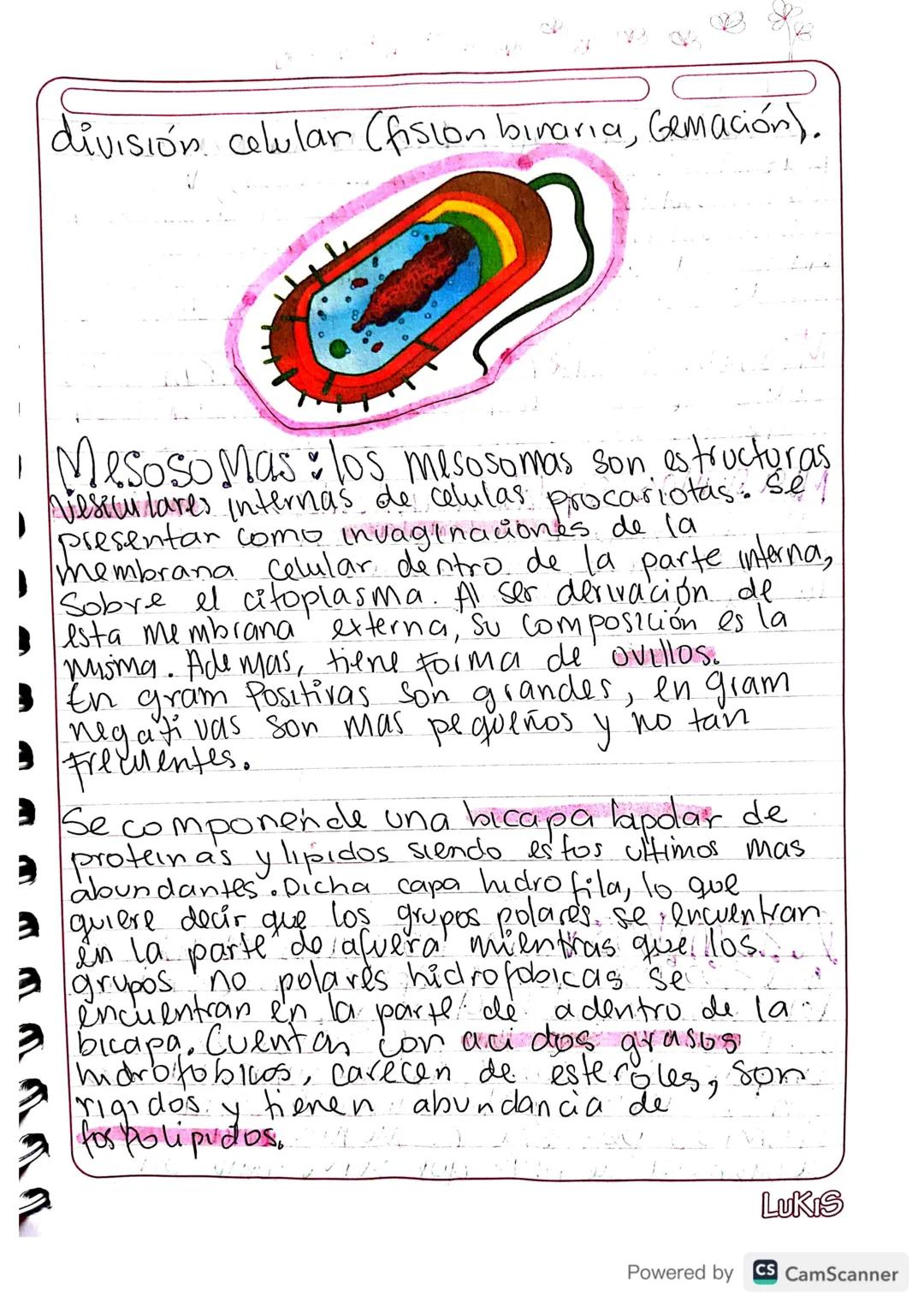 - Gluco calix: huella digital de la
Celula. Es una cubierta Celular
compuesta funda mentalmente por
glucidos que protege y recubre la
membra