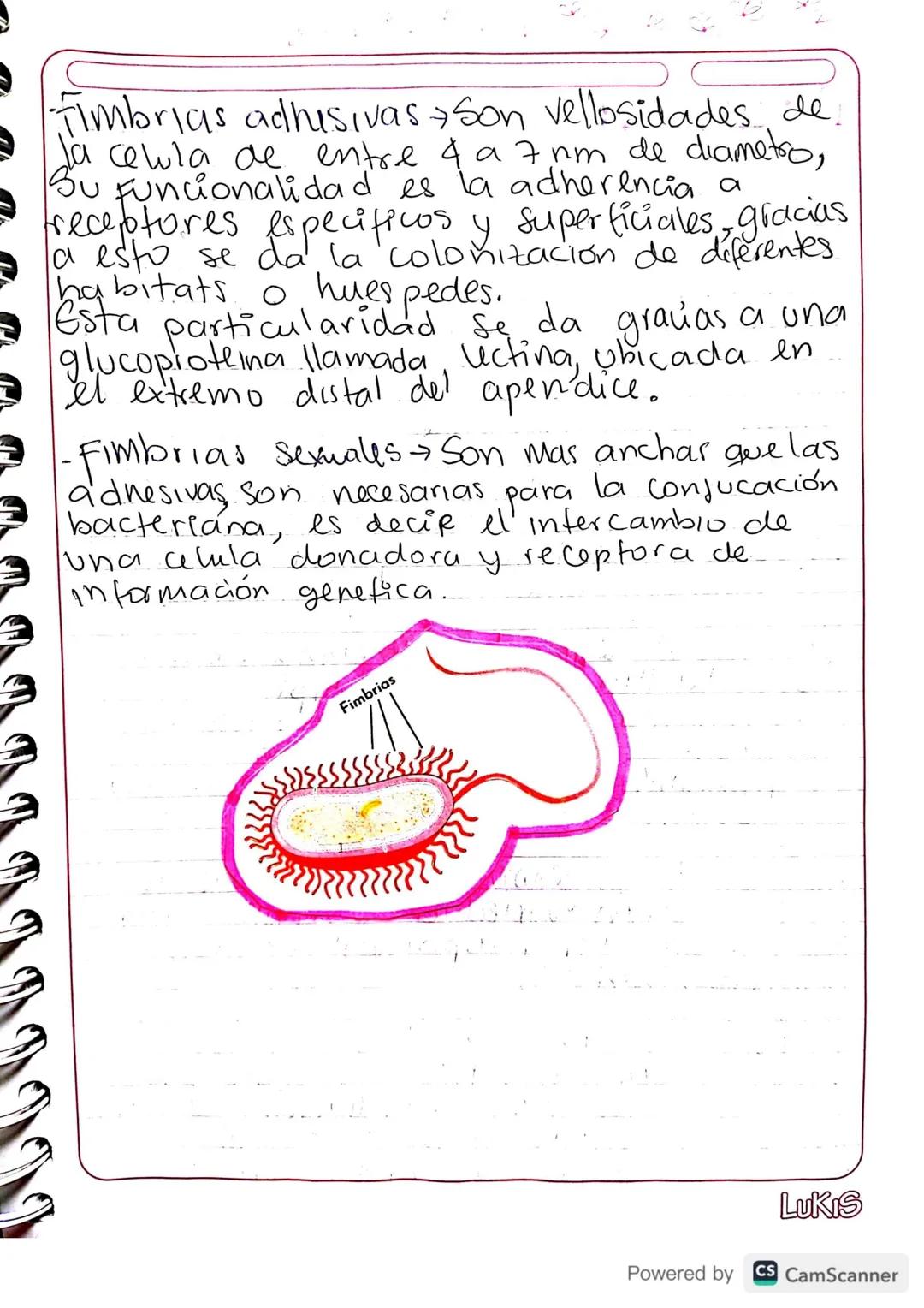 - Gluco calix: huella digital de la
Celula. Es una cubierta Celular
compuesta funda mentalmente por
glucidos que protege y recubre la
membra