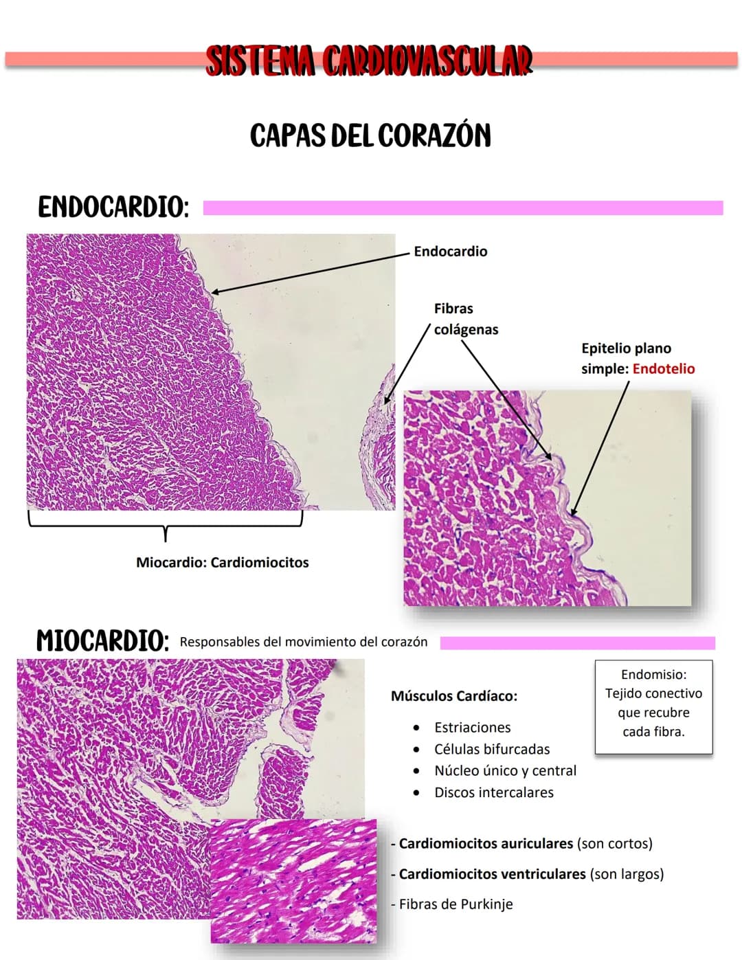 ENDOCARDIO:
SISTEMA CARDIOVASCULAR
CAPAS DEL CORAZÓN
Miocardio: Cardiomiocitos
Endocardio
MIOCARDIO: Responsables del movimiento del corazón