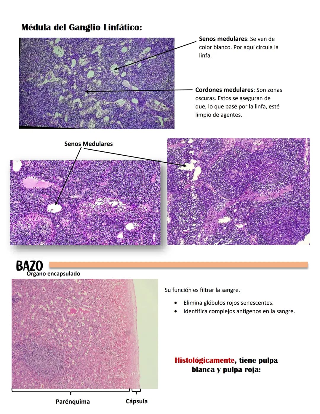 ENDOCARDIO:
SISTEMA CARDIOVASCULAR
CAPAS DEL CORAZÓN
Miocardio: Cardiomiocitos
Endocardio
MIOCARDIO: Responsables del movimiento del corazón