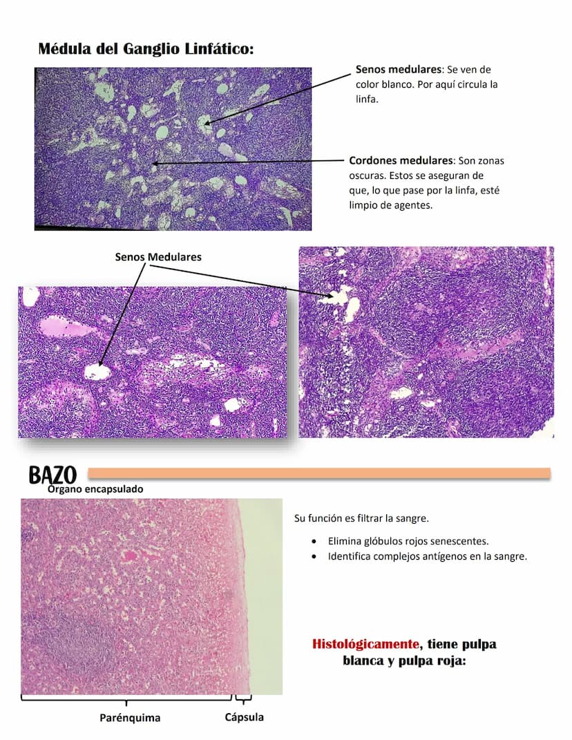 ENDOCARDIO:
SISTEMA CARDIOVASCULAR
CAPAS DEL CORAZÓN
Miocardio: Cardiomiocitos
Endocardio
MIOCARDIO: Responsables del movimiento del corazón