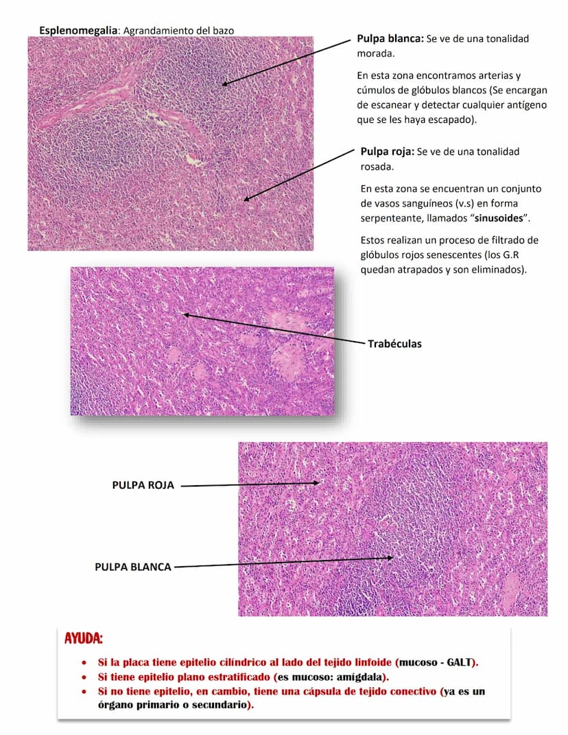 ENDOCARDIO:
SISTEMA CARDIOVASCULAR
CAPAS DEL CORAZÓN
Miocardio: Cardiomiocitos
Endocardio
MIOCARDIO: Responsables del movimiento del corazón