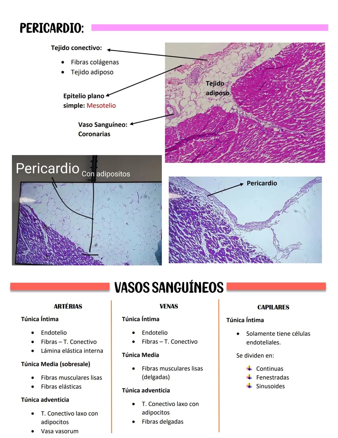 ENDOCARDIO:
SISTEMA CARDIOVASCULAR
CAPAS DEL CORAZÓN
Miocardio: Cardiomiocitos
Endocardio
MIOCARDIO: Responsables del movimiento del corazón