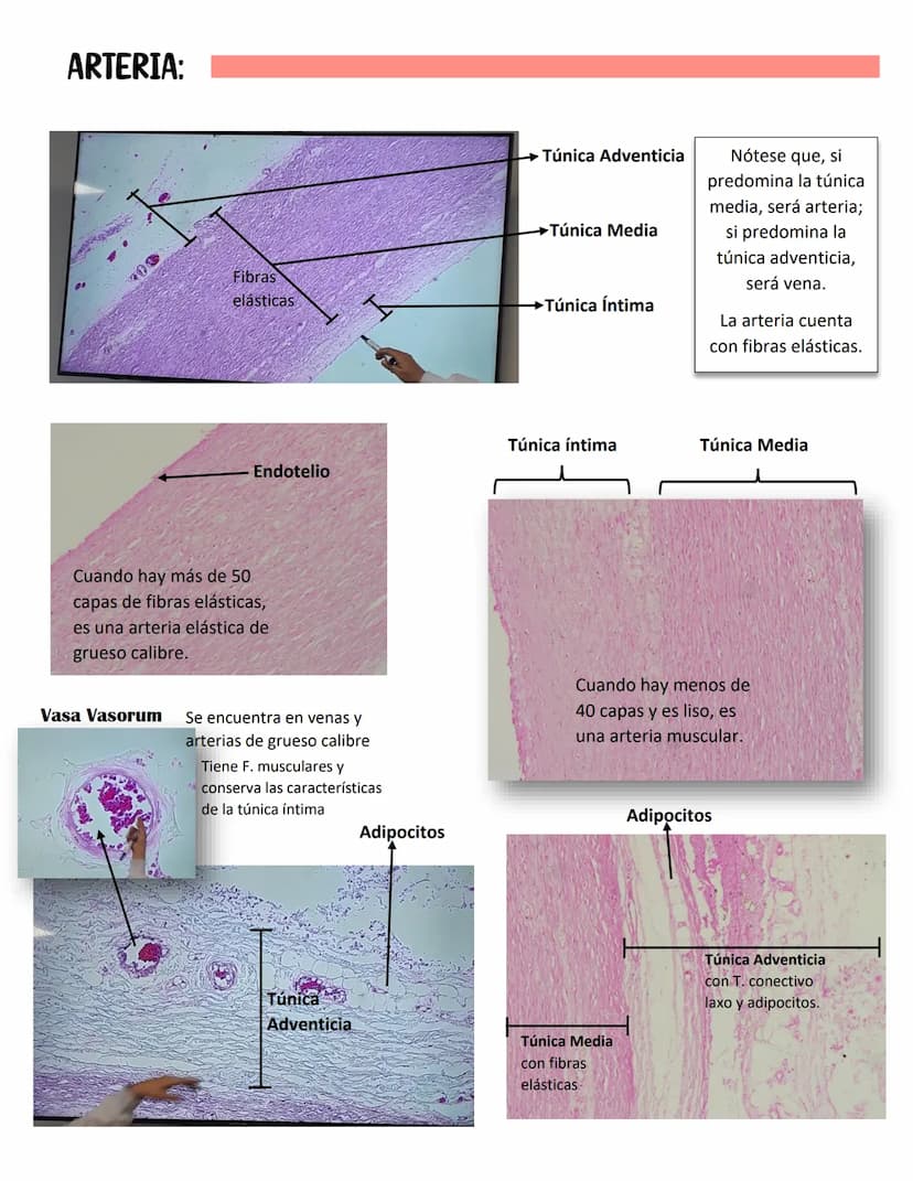ENDOCARDIO:
SISTEMA CARDIOVASCULAR
CAPAS DEL CORAZÓN
Miocardio: Cardiomiocitos
Endocardio
MIOCARDIO: Responsables del movimiento del corazón