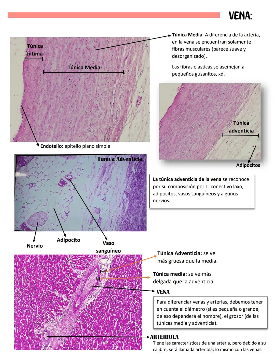 ENDOCARDIO:
SISTEMA CARDIOVASCULAR
CAPAS DEL CORAZÓN
Miocardio: Cardiomiocitos
Endocardio
MIOCARDIO: Responsables del movimiento del corazón