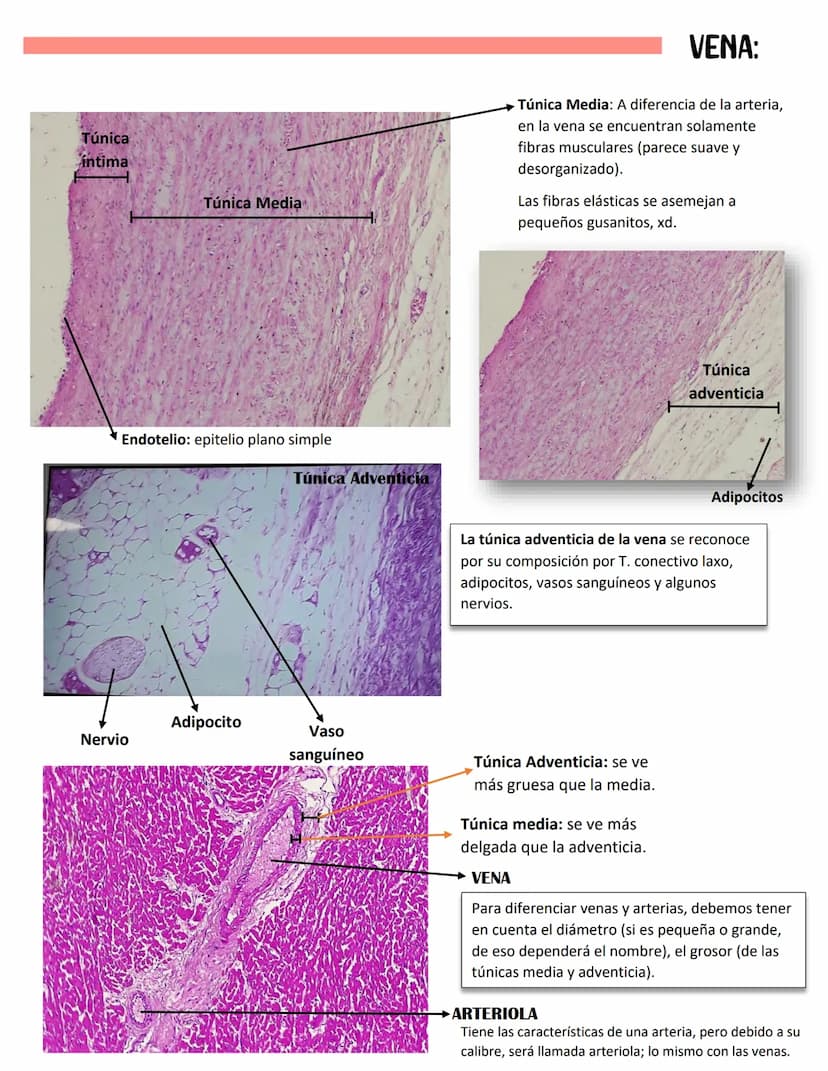 ENDOCARDIO:
SISTEMA CARDIOVASCULAR
CAPAS DEL CORAZÓN
Miocardio: Cardiomiocitos
Endocardio
MIOCARDIO: Responsables del movimiento del corazón