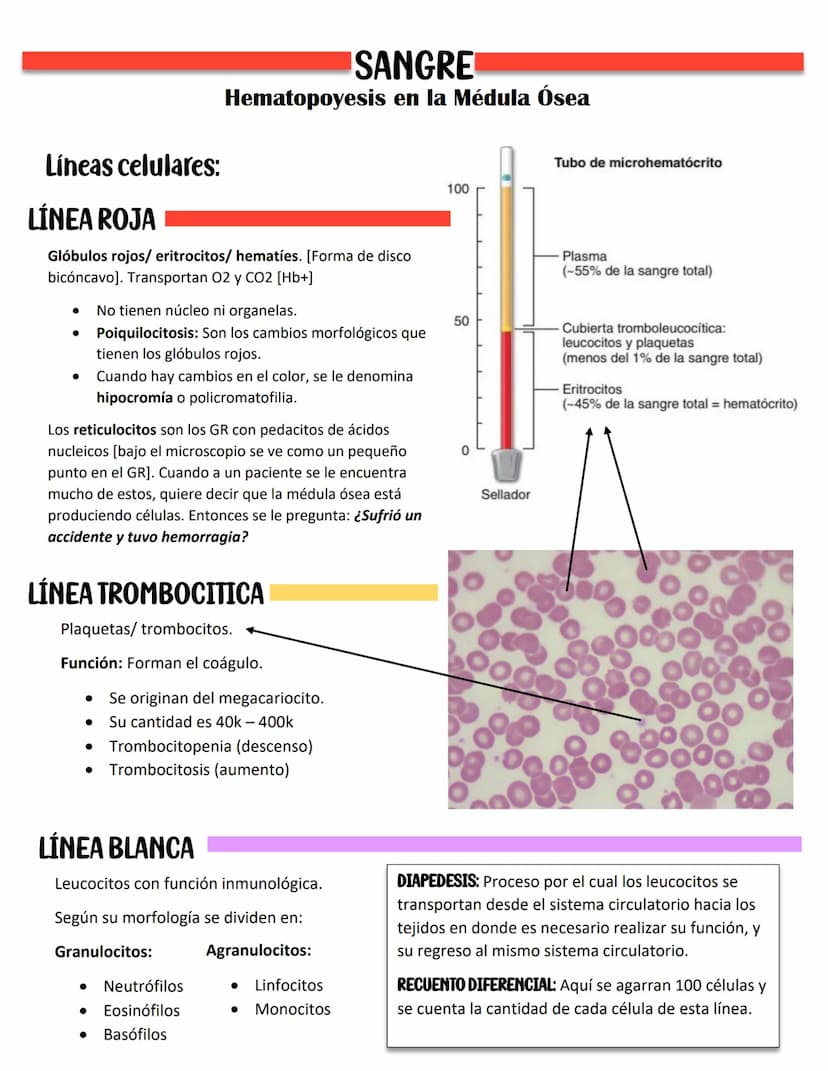 ENDOCARDIO:
SISTEMA CARDIOVASCULAR
CAPAS DEL CORAZÓN
Miocardio: Cardiomiocitos
Endocardio
MIOCARDIO: Responsables del movimiento del corazón