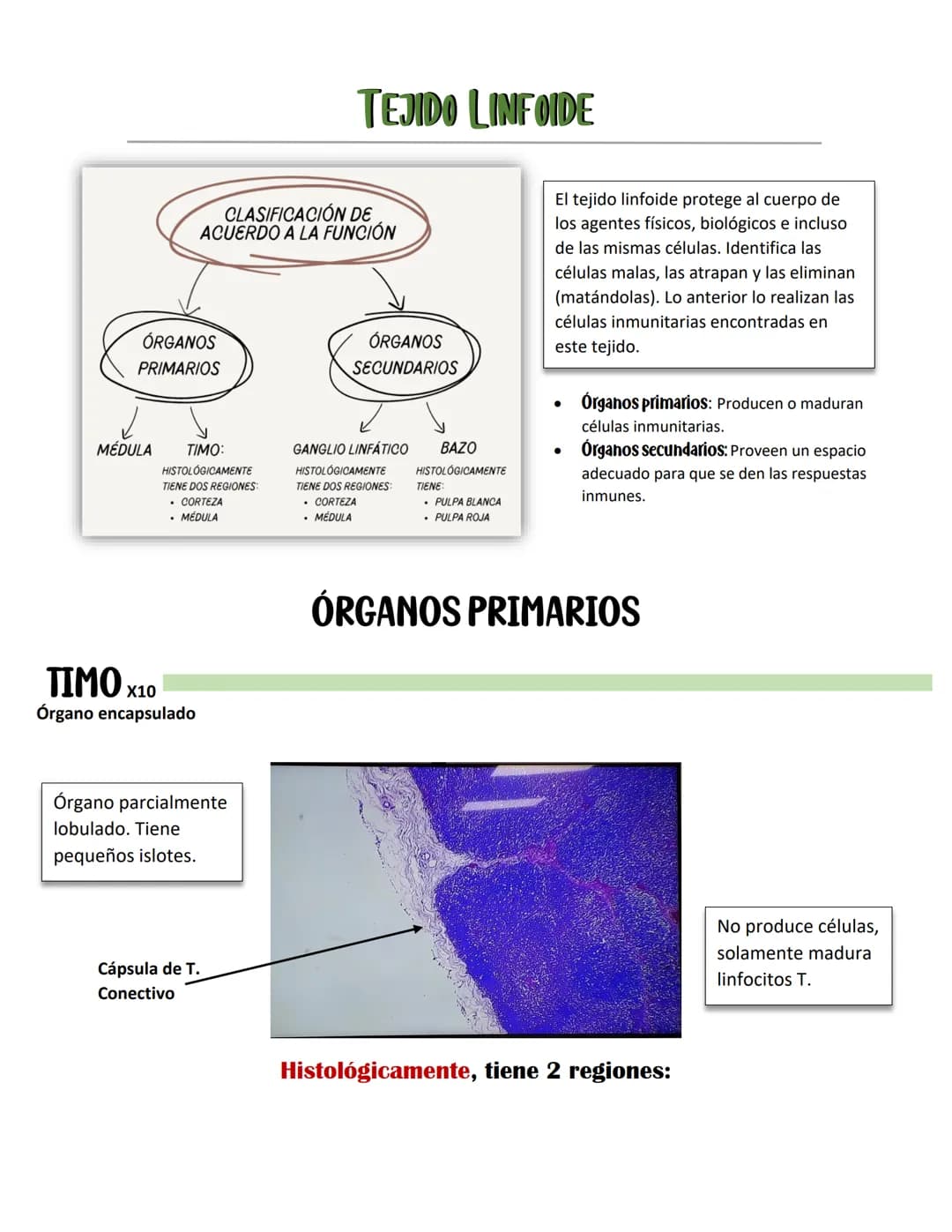ENDOCARDIO:
SISTEMA CARDIOVASCULAR
CAPAS DEL CORAZÓN
Miocardio: Cardiomiocitos
Endocardio
MIOCARDIO: Responsables del movimiento del corazón