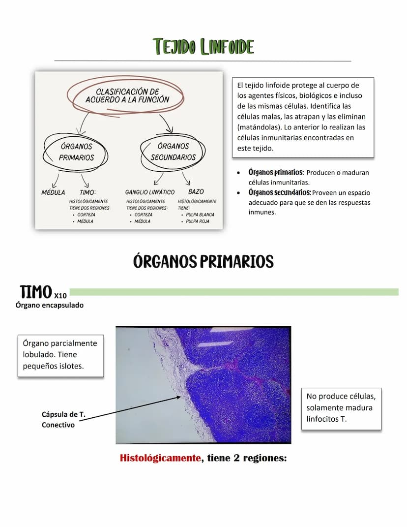 ENDOCARDIO:
SISTEMA CARDIOVASCULAR
CAPAS DEL CORAZÓN
Miocardio: Cardiomiocitos
Endocardio
MIOCARDIO: Responsables del movimiento del corazón