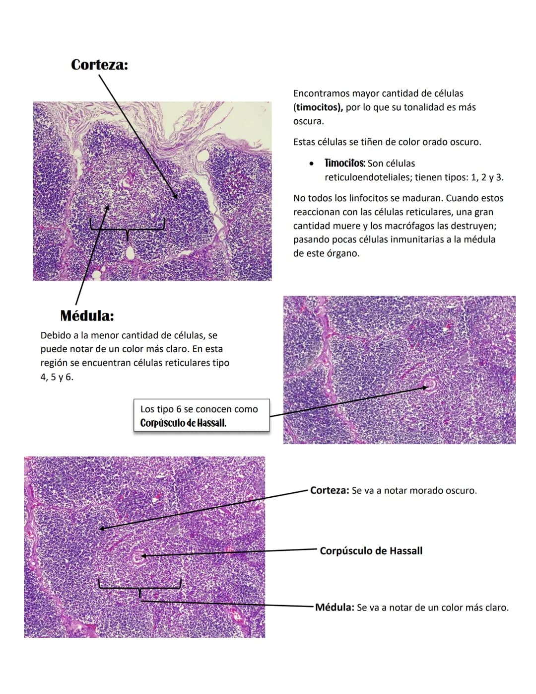 ENDOCARDIO:
SISTEMA CARDIOVASCULAR
CAPAS DEL CORAZÓN
Miocardio: Cardiomiocitos
Endocardio
MIOCARDIO: Responsables del movimiento del corazón