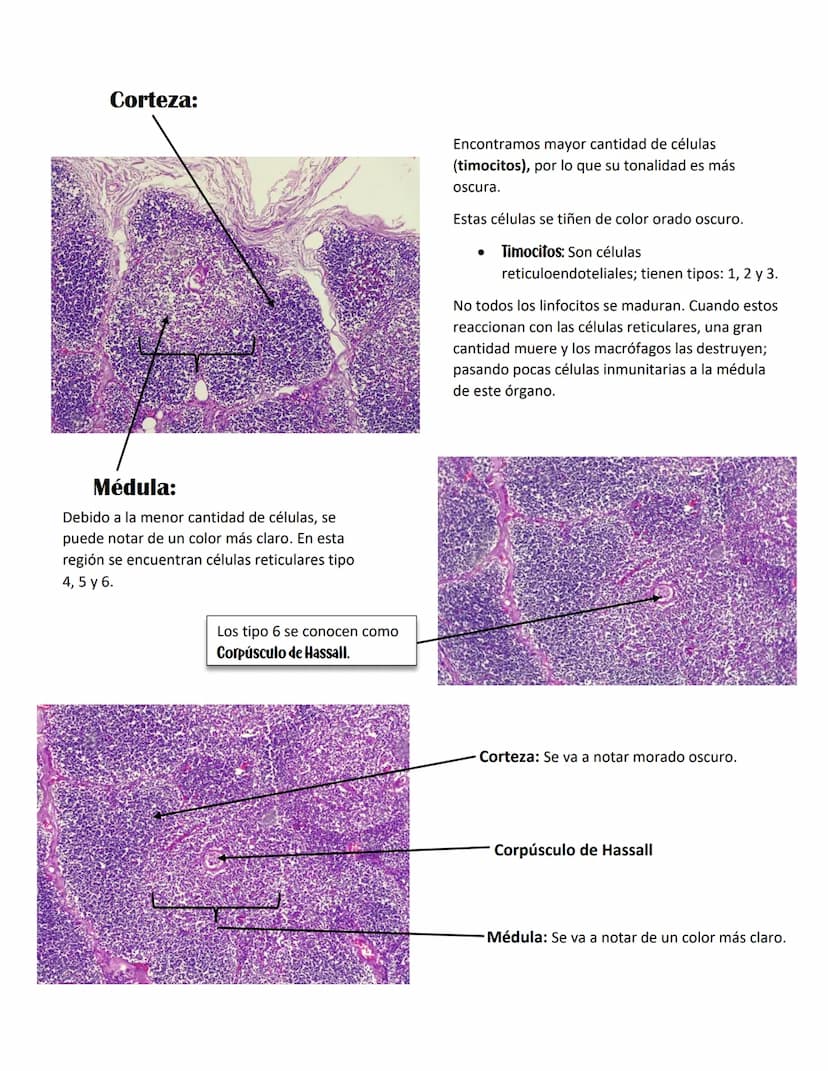 ENDOCARDIO:
SISTEMA CARDIOVASCULAR
CAPAS DEL CORAZÓN
Miocardio: Cardiomiocitos
Endocardio
MIOCARDIO: Responsables del movimiento del corazón
