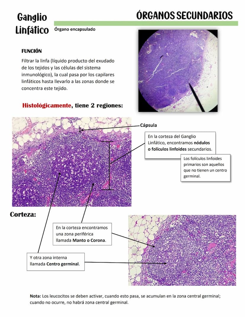 ENDOCARDIO:
SISTEMA CARDIOVASCULAR
CAPAS DEL CORAZÓN
Miocardio: Cardiomiocitos
Endocardio
MIOCARDIO: Responsables del movimiento del corazón