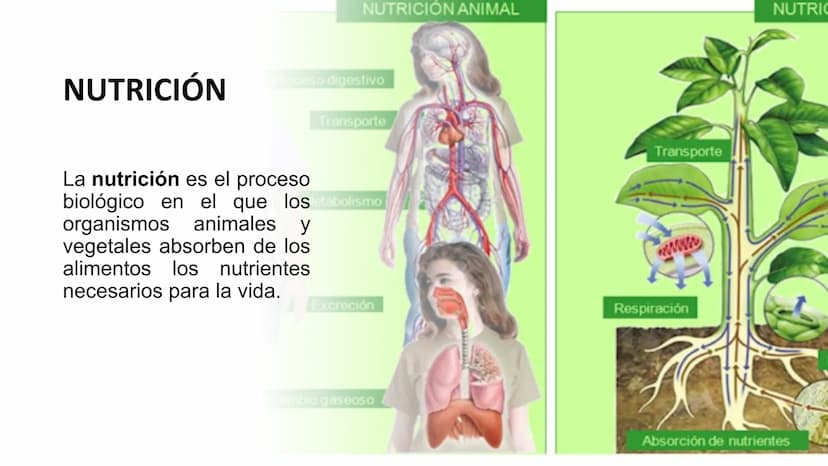 NUTRICIÓN AUTOTRÓFA Y
HETERÓTROFA NUTRICIÓN ANIMAL
NUTRICIÓN
Proceso digestivo
Transporte
La nutrición es el proceso
biológico en el que los