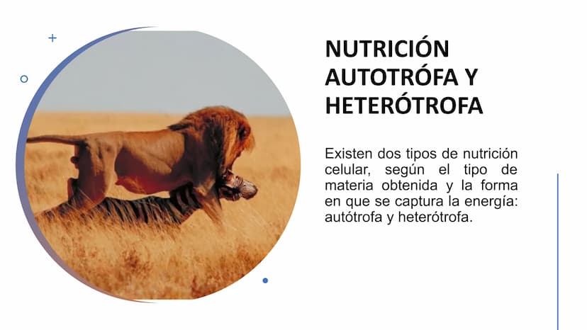 NUTRICIÓN AUTOTRÓFA Y
HETERÓTROFA NUTRICIÓN ANIMAL
NUTRICIÓN
Proceso digestivo
Transporte
La nutrición es el proceso
biológico en el que los