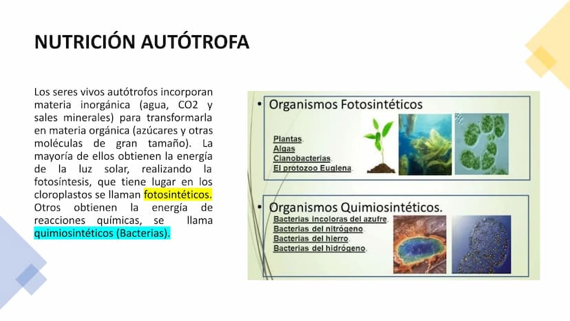NUTRICIÓN AUTOTRÓFA Y
HETERÓTROFA NUTRICIÓN ANIMAL
NUTRICIÓN
Proceso digestivo
Transporte
La nutrición es el proceso
biológico en el que los