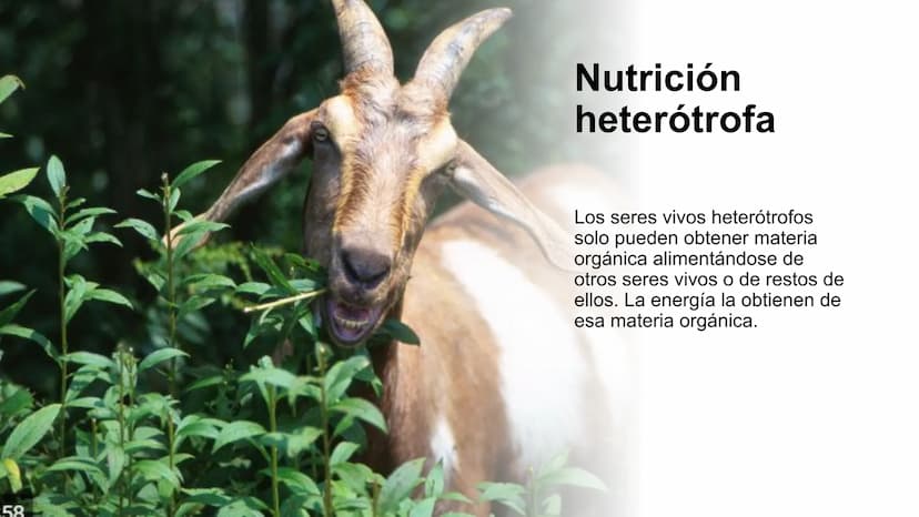 NUTRICIÓN AUTOTRÓFA Y
HETERÓTROFA NUTRICIÓN ANIMAL
NUTRICIÓN
Proceso digestivo
Transporte
La nutrición es el proceso
biológico en el que los
