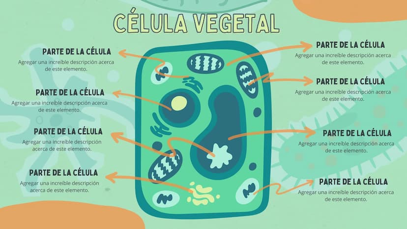 PARTE DE LA CÉLULA
Agregar una increíble descripción acerca
de este elemento.
CÉLULA VEGETAL
PARTE DE LA CÉLULA
Agregar una increíble descri